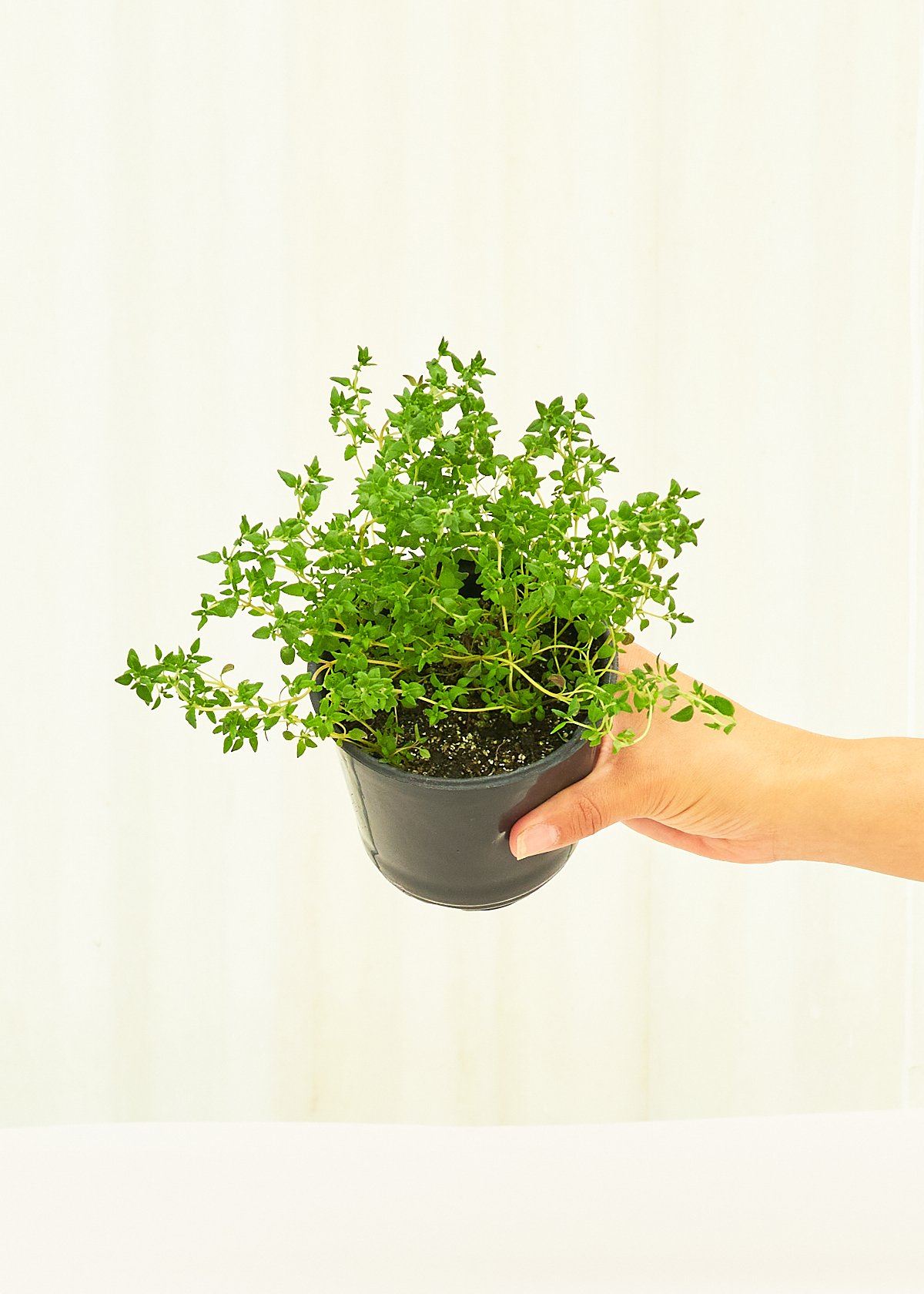 Thyme 4 pack Plant Rooted 