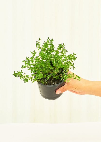 Thyme 4 pack Plant Rooted 