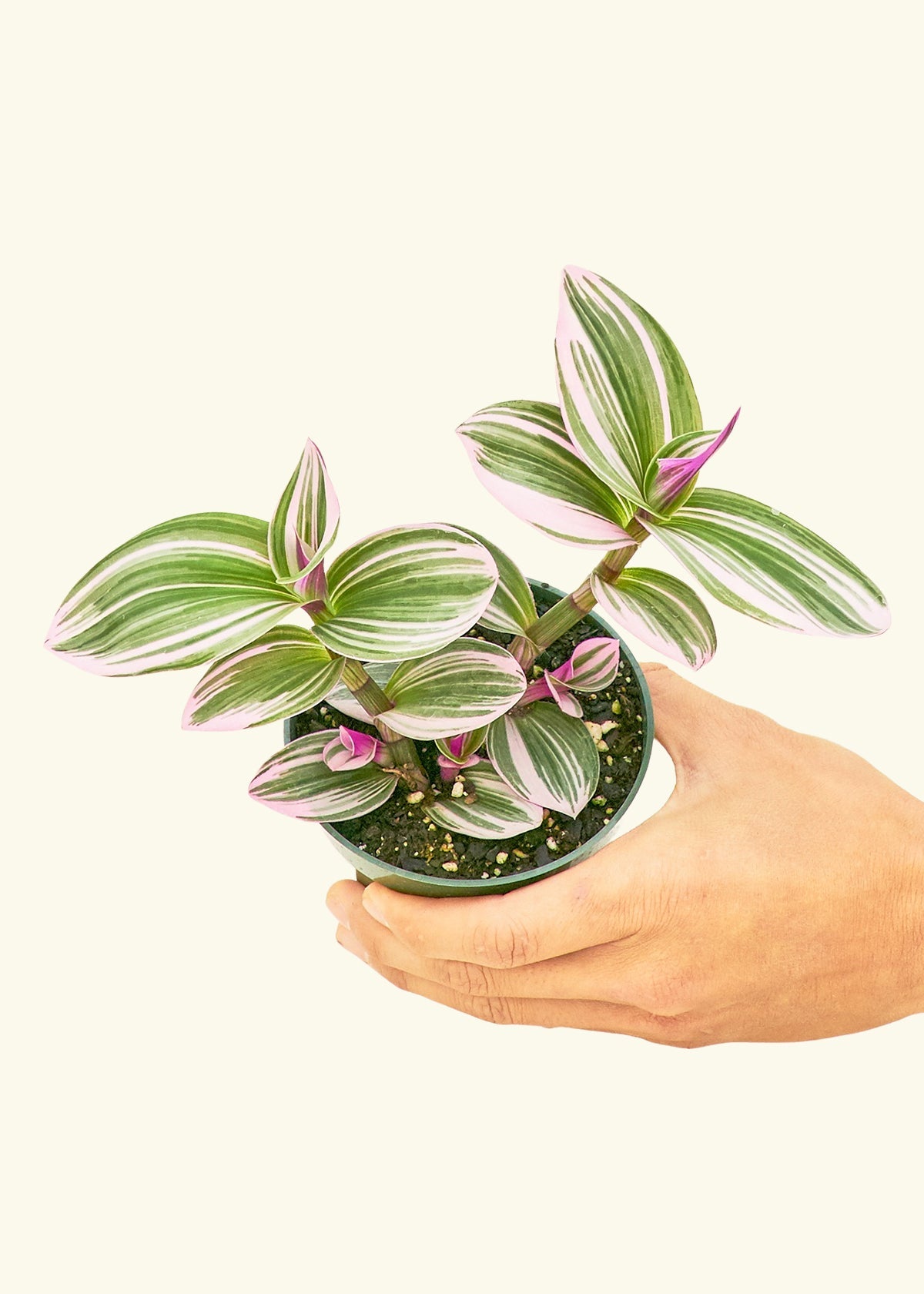 Tradescantia Nanouk in a 4 inches grow pot