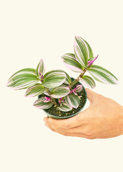 Tradescantia Nanouk in a 4 inches grow pot