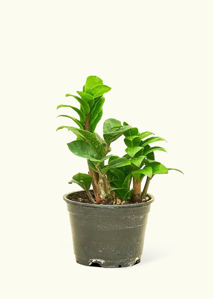 Zenzi ZZ Plant in a 4 inches grow pot
