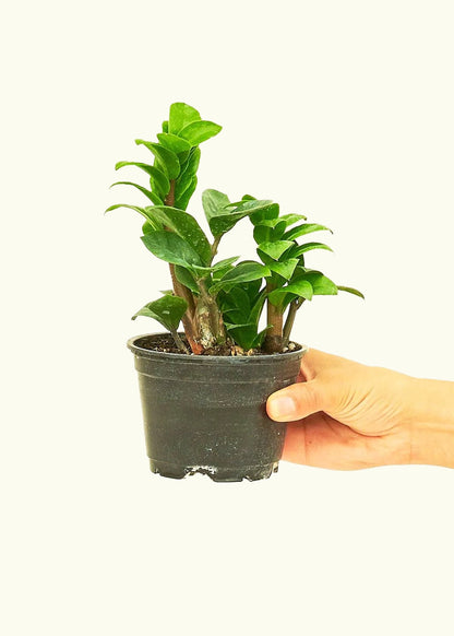 Zenzi ZZ Plant in a 4 inches grow pot