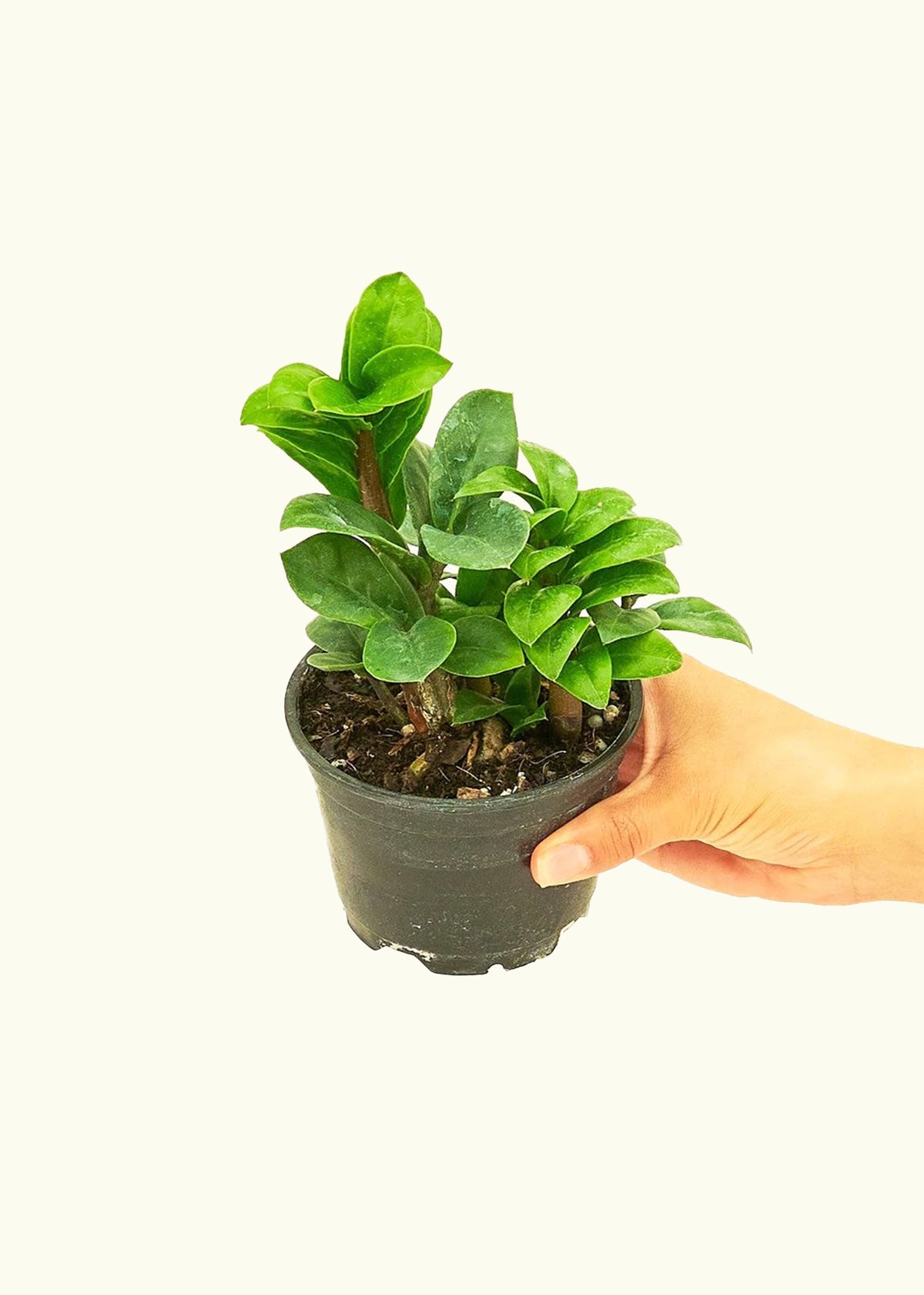 Zenzi ZZ Plant in a 4 inches grow pot