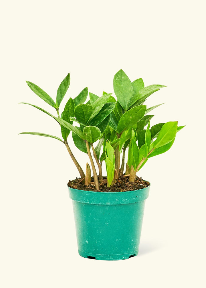 ZZ Plant in a 4 inches grow pot