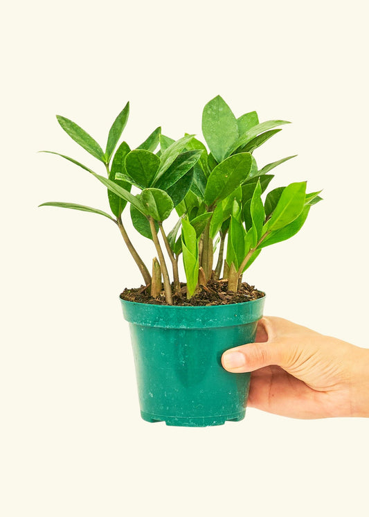ZZ Plant in a 4 inches grow pot