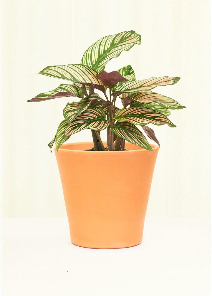 Small Terracotta Cabo Smooth Clay Planter Planter Deroma 