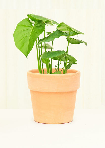 Small Terracotta Perfetto Cache Pot Planter Deroma Blush 