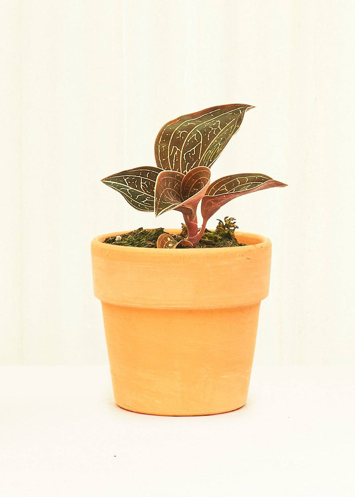 Small Terracotta  Perfetto Cache Pot Planter Deroma 