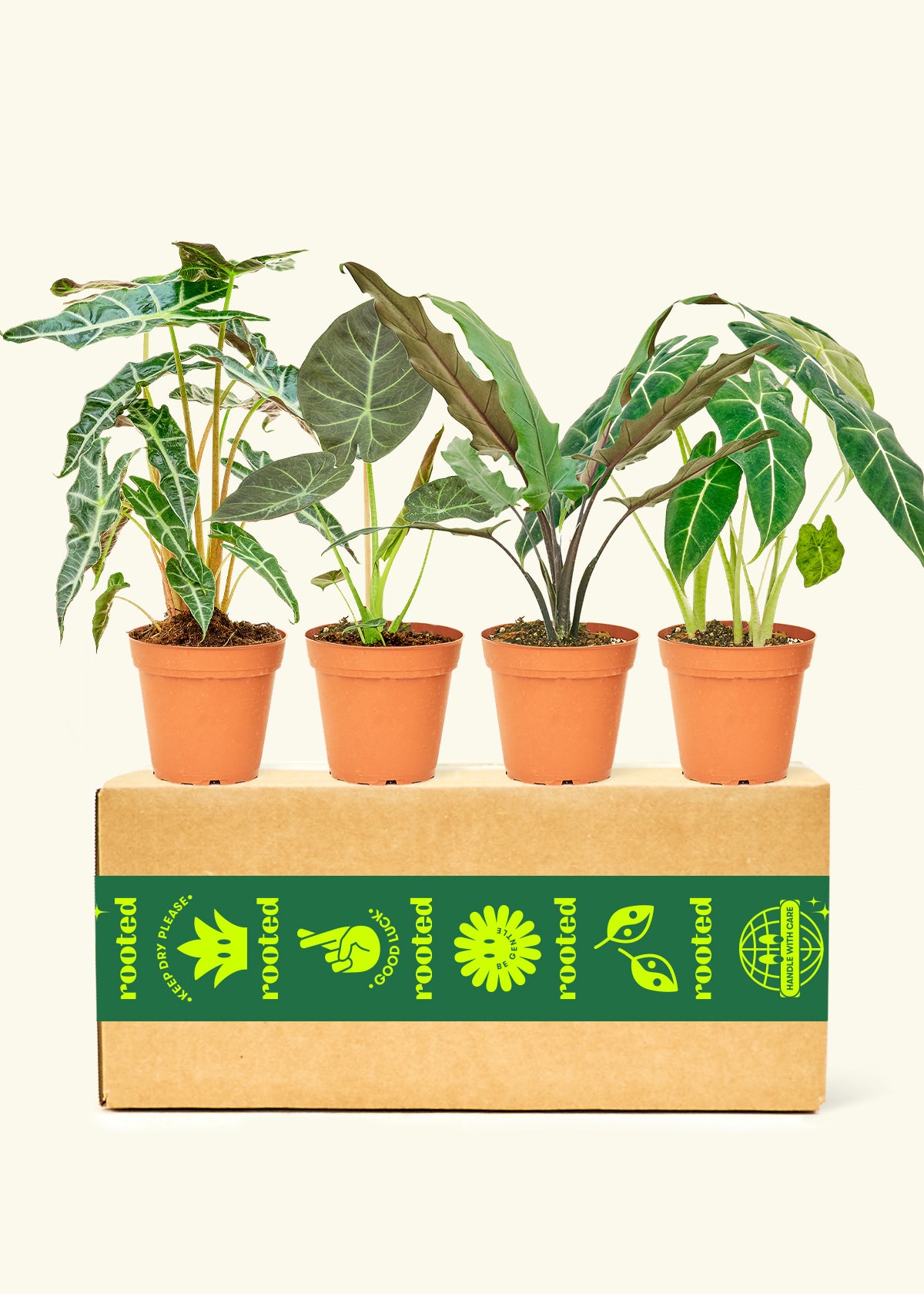 Assorted Alocasia Box in a 4 inches grow pot