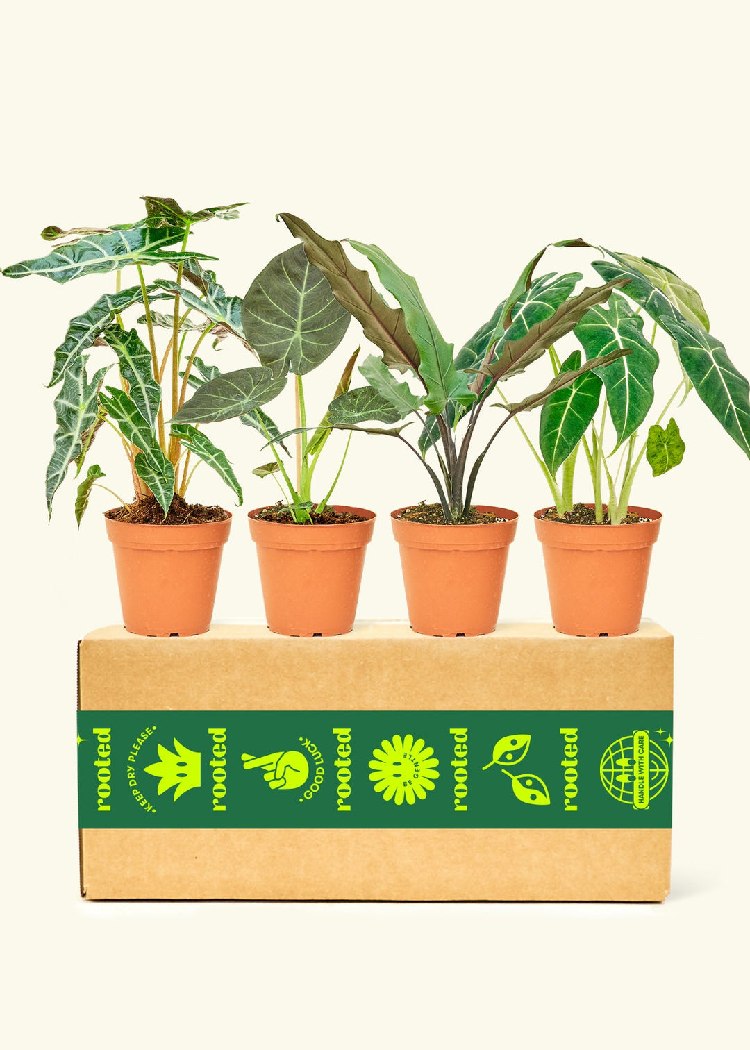 Assorted Medium Alocasias in grow pots displayed on a Rooted branded box.