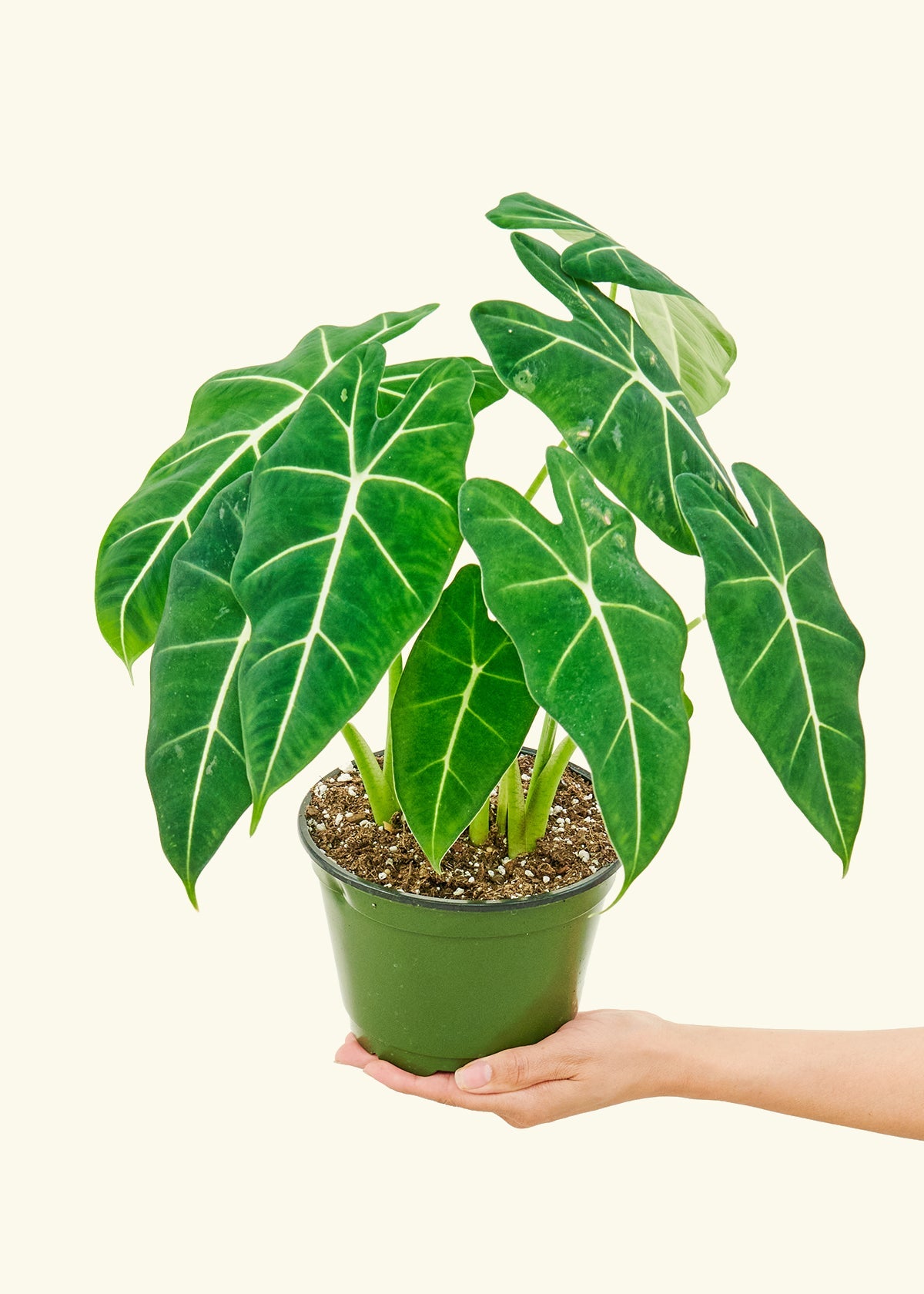 Alocasia Frydek in a 6 inches grow pot