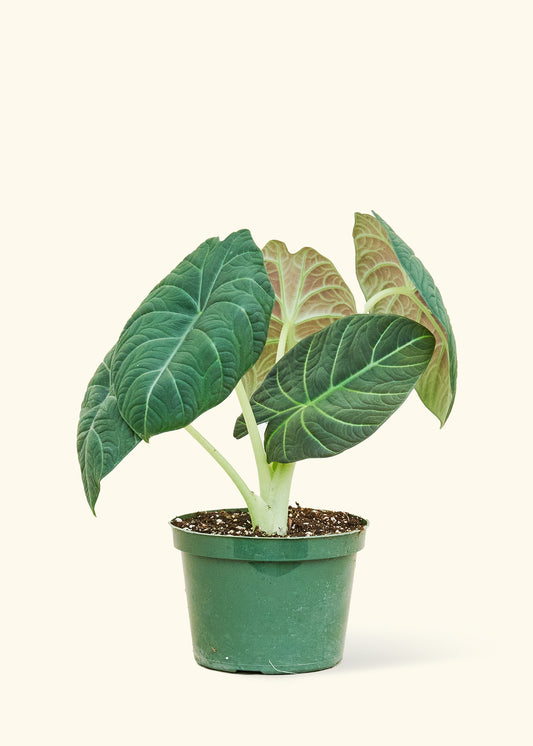 Alocasia Grey Dragon in a 6 inches grow pot