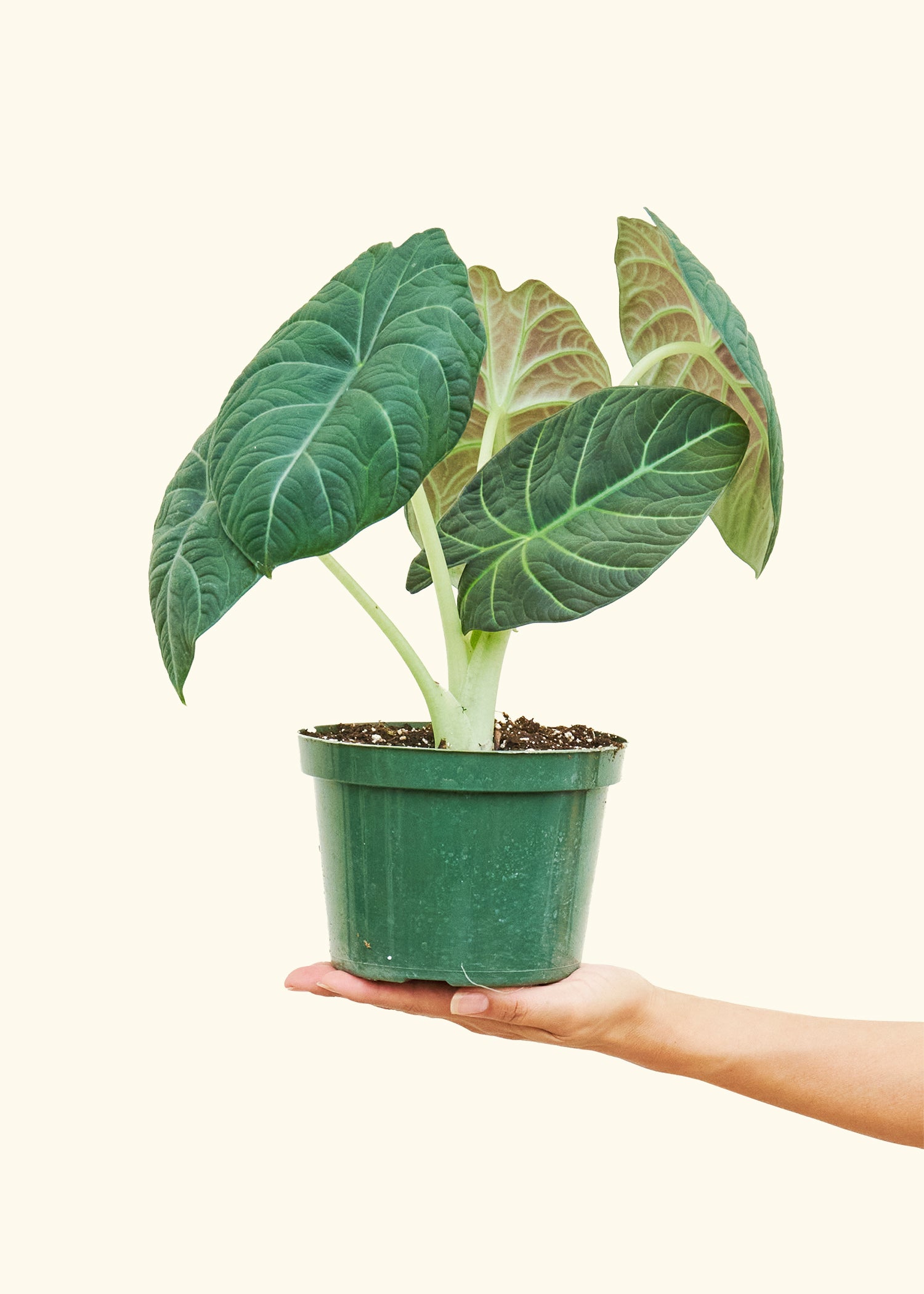 Alocasia Grey Dragon in a 6 inches grow pot