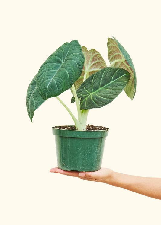 Alocasia Grey Dragon in a 6 inches grow pot