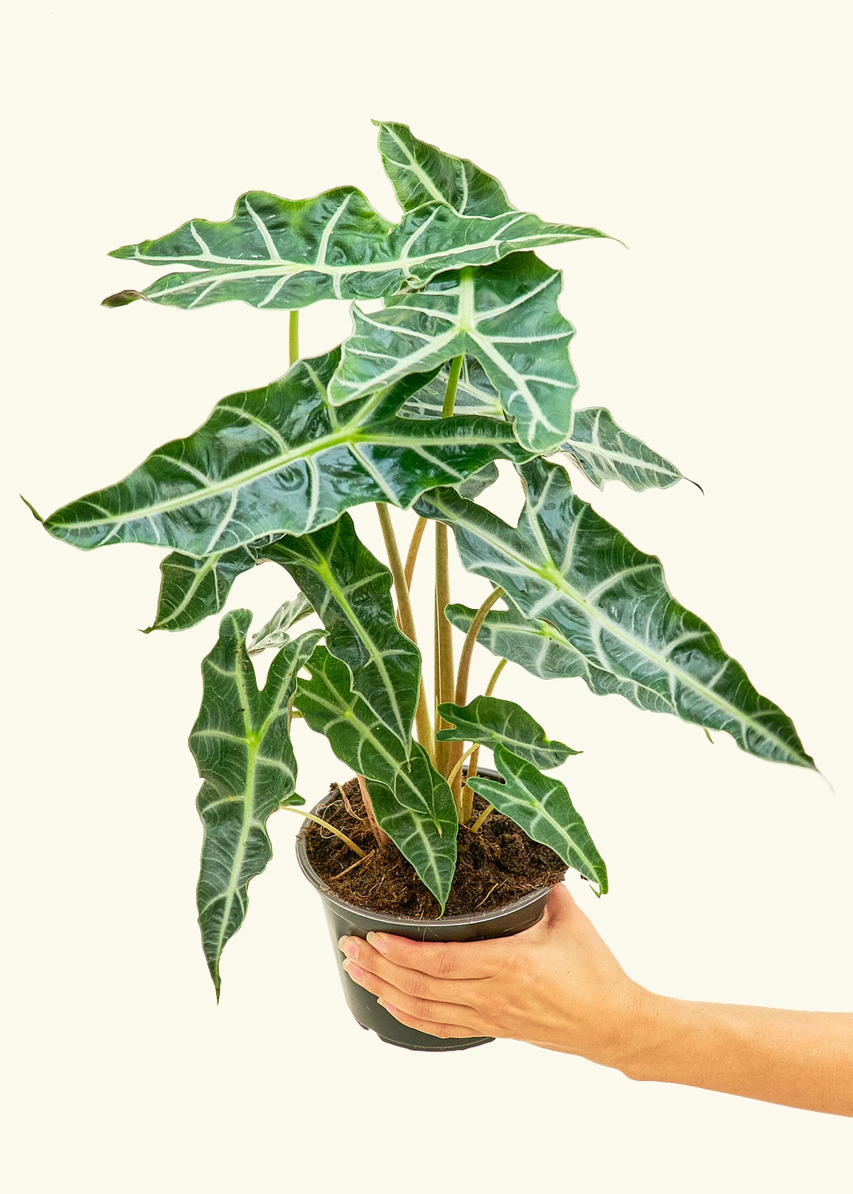 Alocasia Polly in a 6 inches grow pot