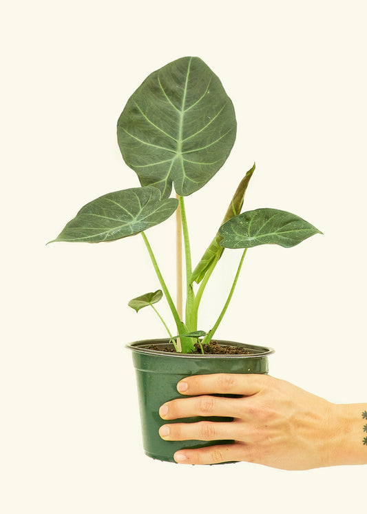 Alocasia Regal Shields in a 6 inches grow pot