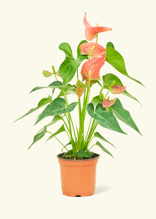Anthurium Pink Flamingo in a 6 inches grow pot