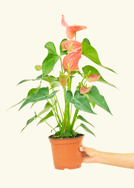 Anthurium Pink Flamingo in a 6 inches grow pot