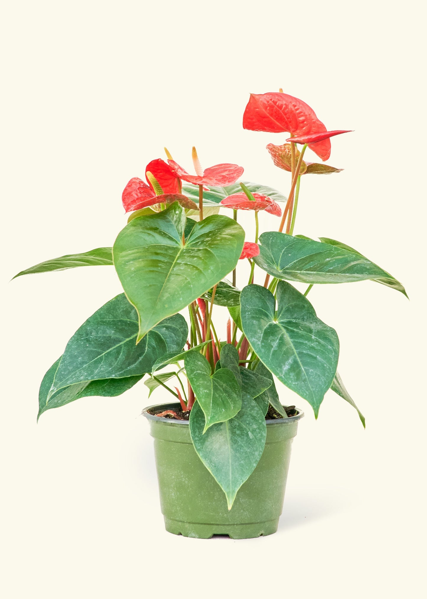 Anthurium Red Flamingo in a 6 inches grow pot