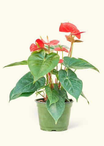 Anthurium 'Red Flamingo'