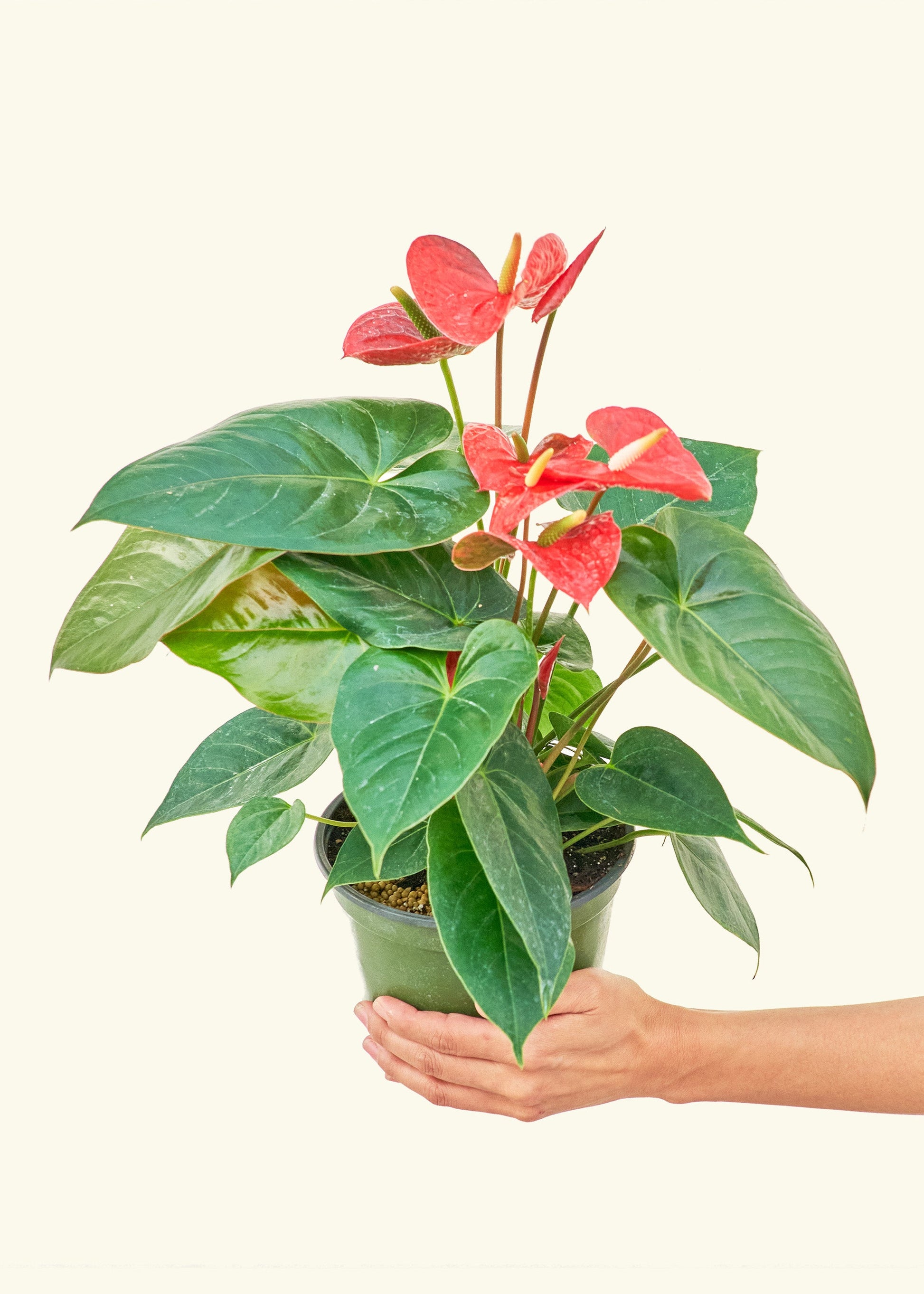 Anthurium Red Flamingo in a 6 inches grow pot