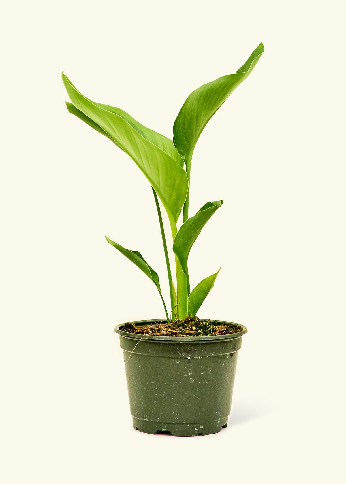 vitamin RHirotaka bird of paradise Medium White Bird of Paradise (Strelitzia nicolai) – Hey Rooted