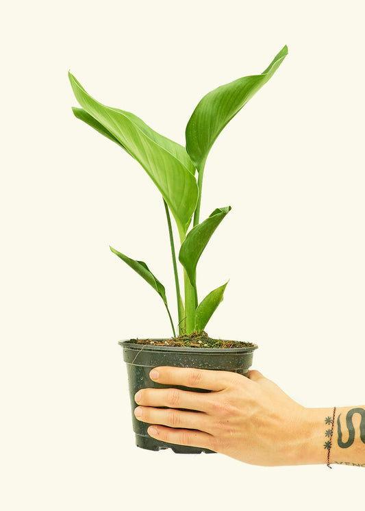 White Bird of Paradise in a 6 inches grow pot