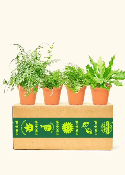 Assorted Fern Box – Hey Rooted