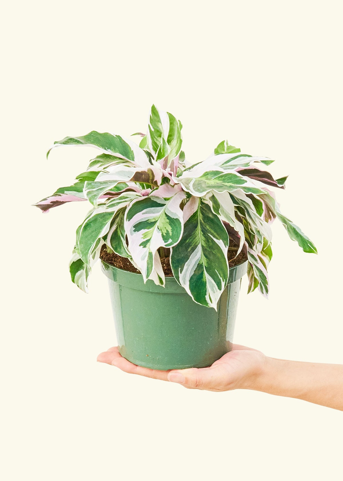 Calathea Fusion White in a 6 inches grow pot