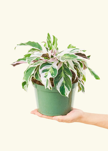 Calathea Fusion White in a 6 inches grow pot
