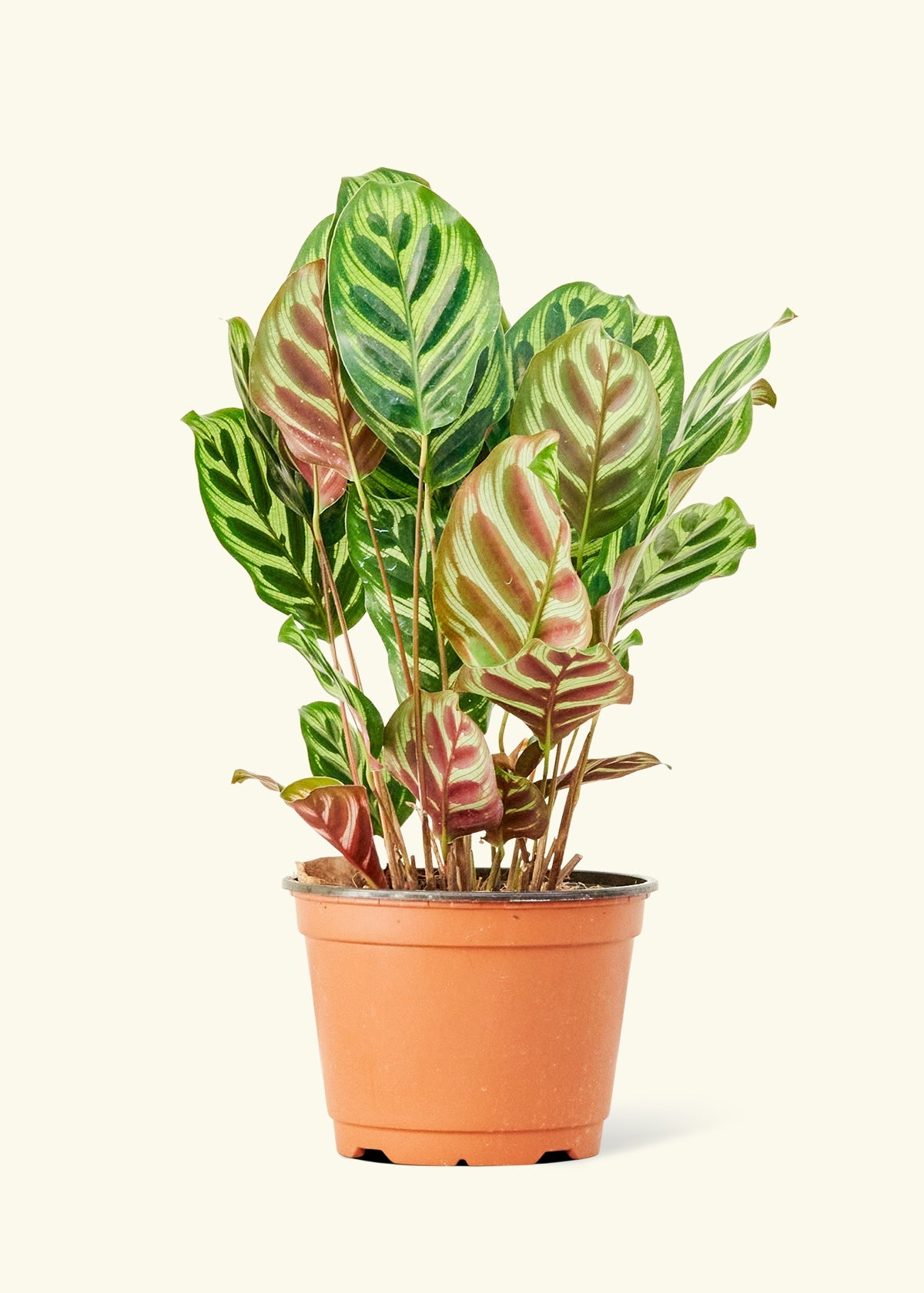 Peacock Plant in a 6 inches grow pot