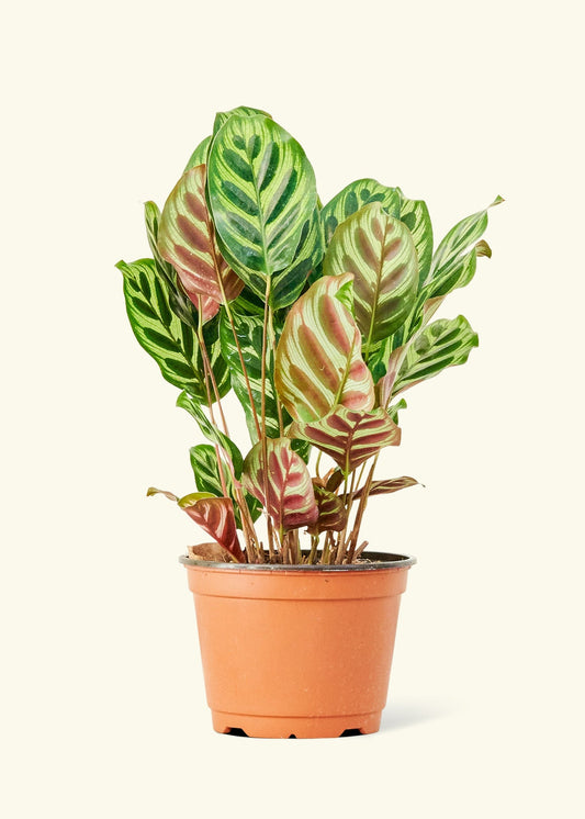 Peacock Plant in a 6 inches grow pot