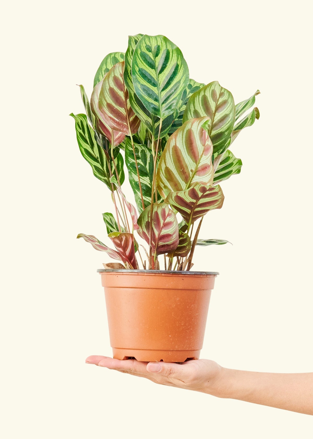 Peacock Plant in a 6 inches grow pot