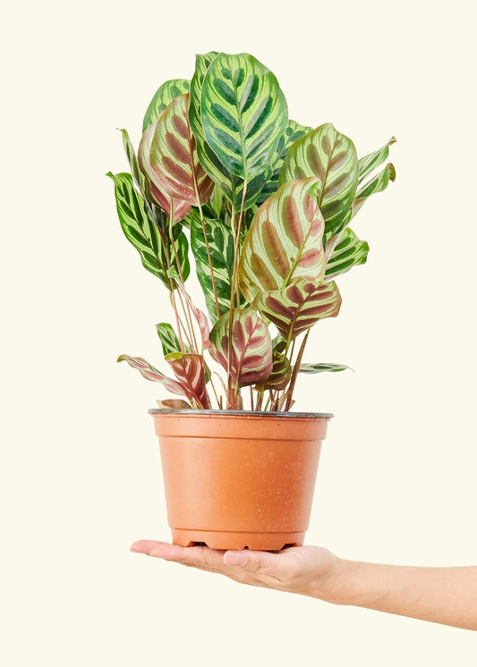 Peacock Plant in a 6 inches grow pot