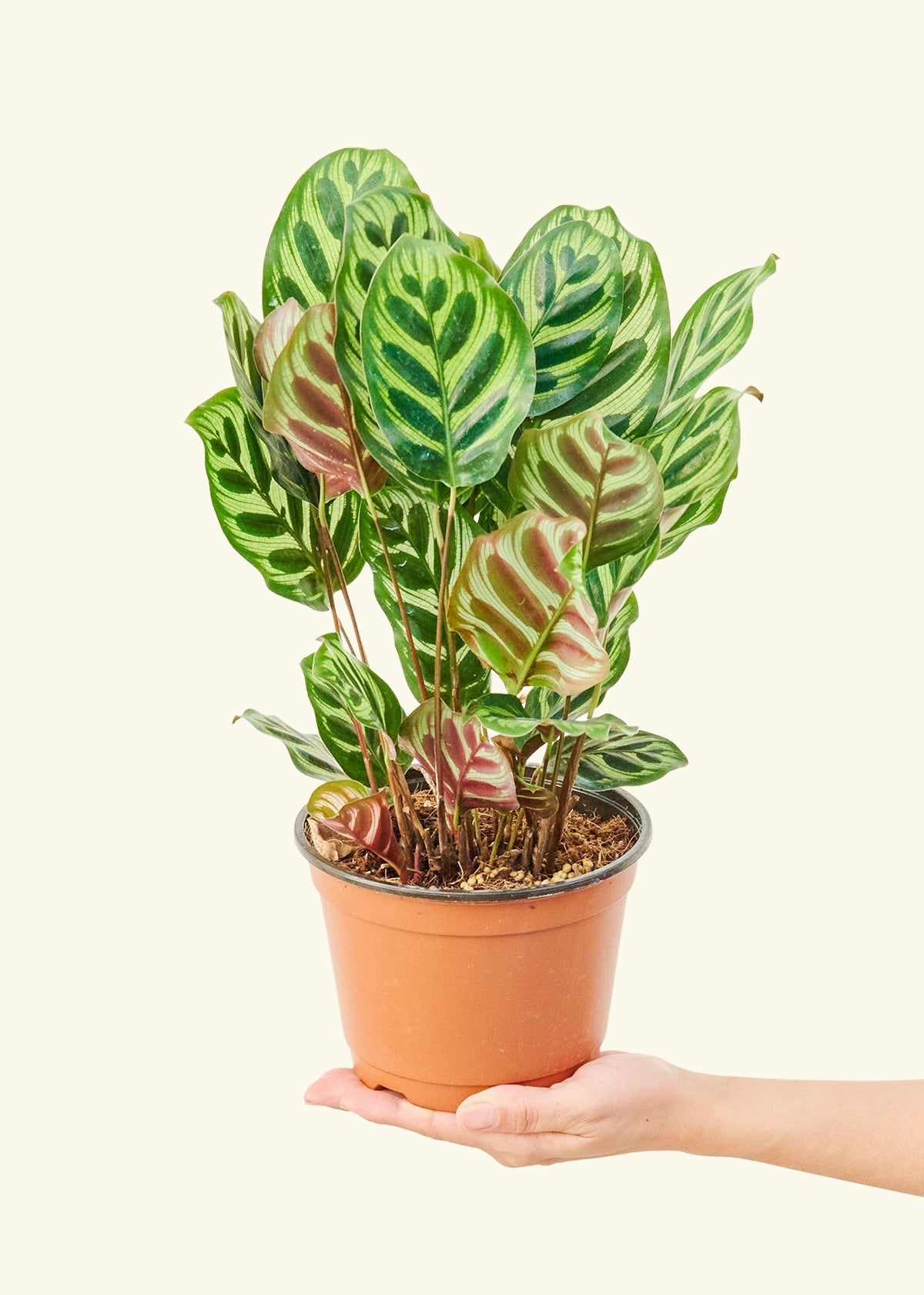 Peacock Plant in a 6 inches grow pot