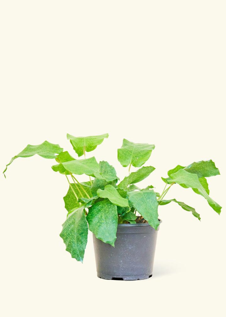 Calathea Musaica in a 4 inches grow pot