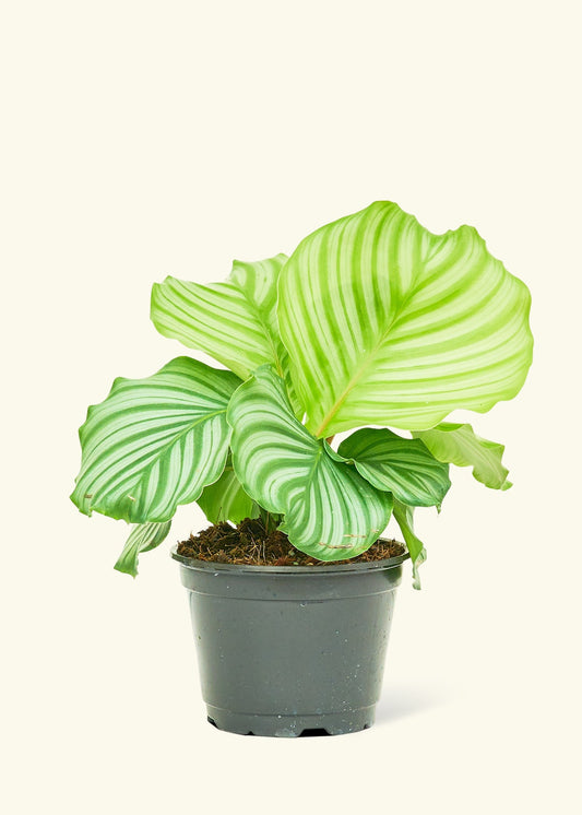 Orbit Peacock Plant in a 6 inches grow pot