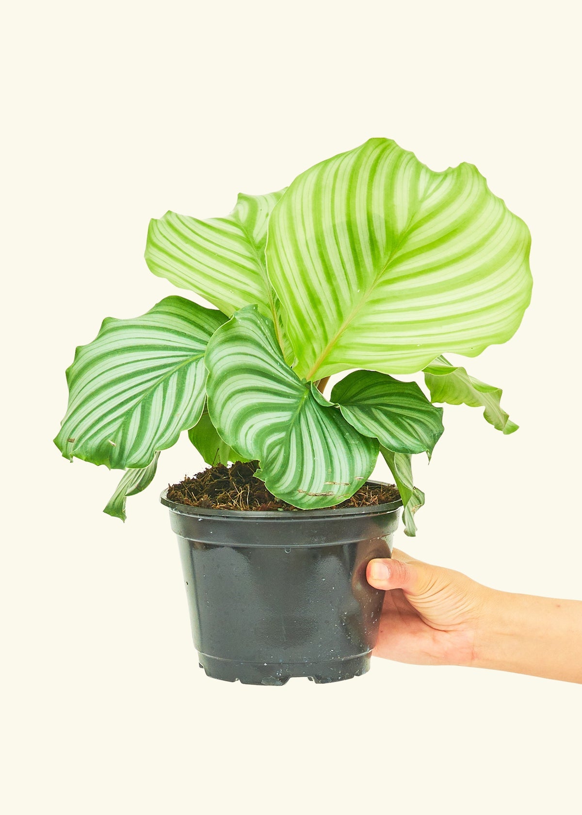 Orbit Peacock Plant in a 6 inches grow pot