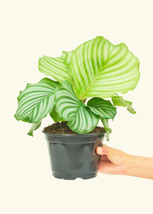 Orbit Peacock Plant in a 6 inches grow pot