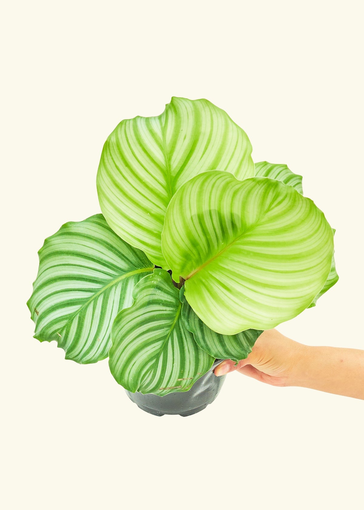 Orbit Peacock Plant in a 6 inches grow pot