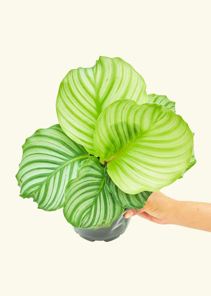 Orbit Peacock Plant in a 6 inches grow pot