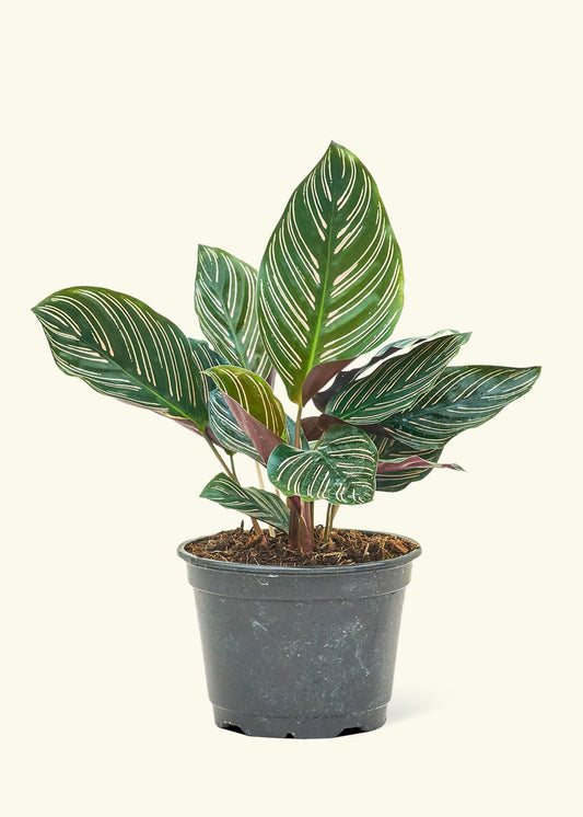 Calathea Pinstripe in a 6 inches grow pot