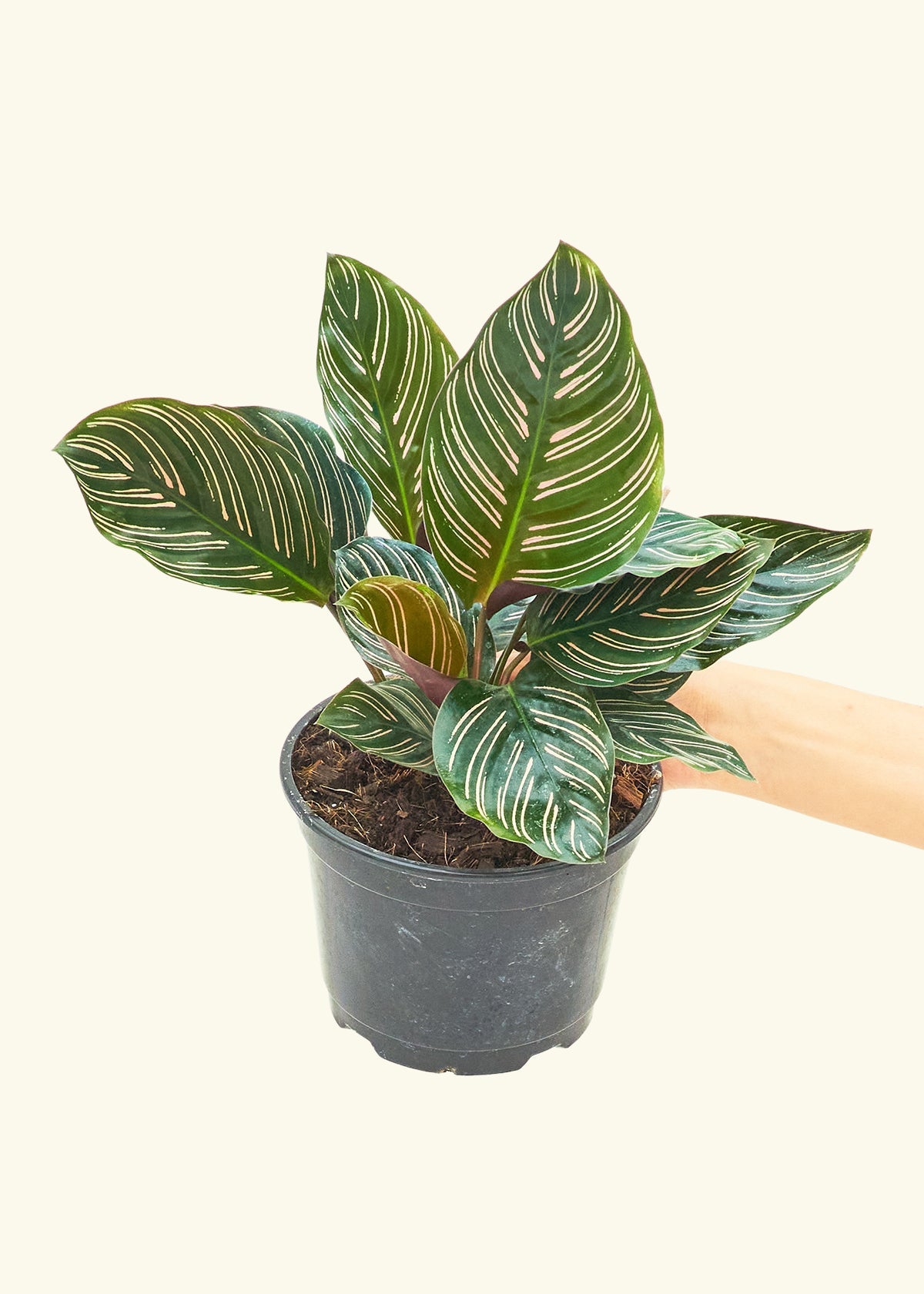 Calathea Pinstripe in a 6 inches grow pot
