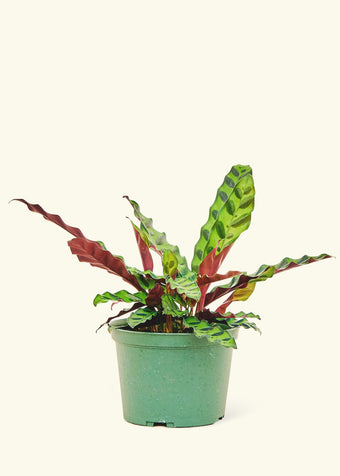 Calathea 'Rattlesnake'
