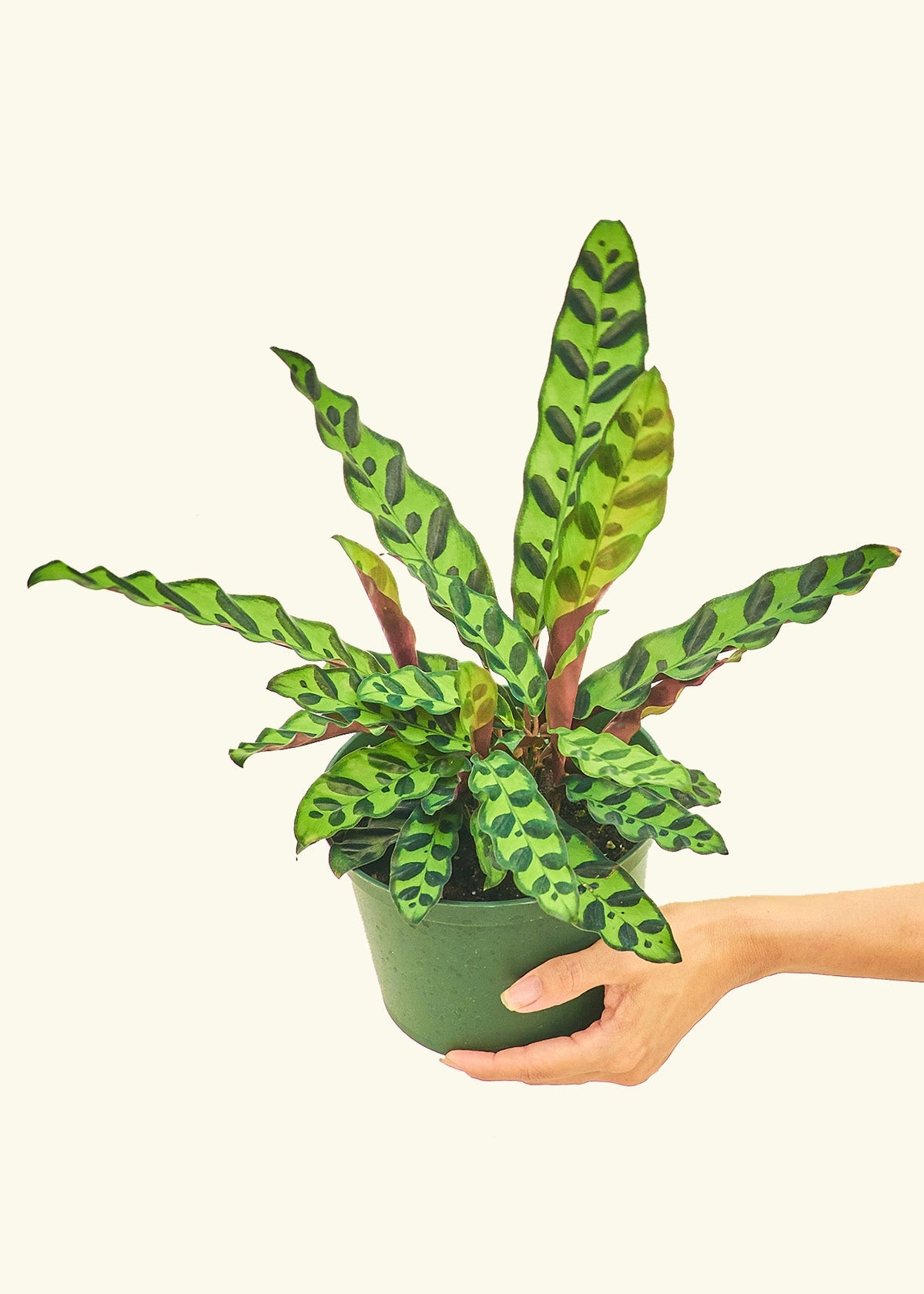 Calathea Rattlesnake in a 6 inches grow pot