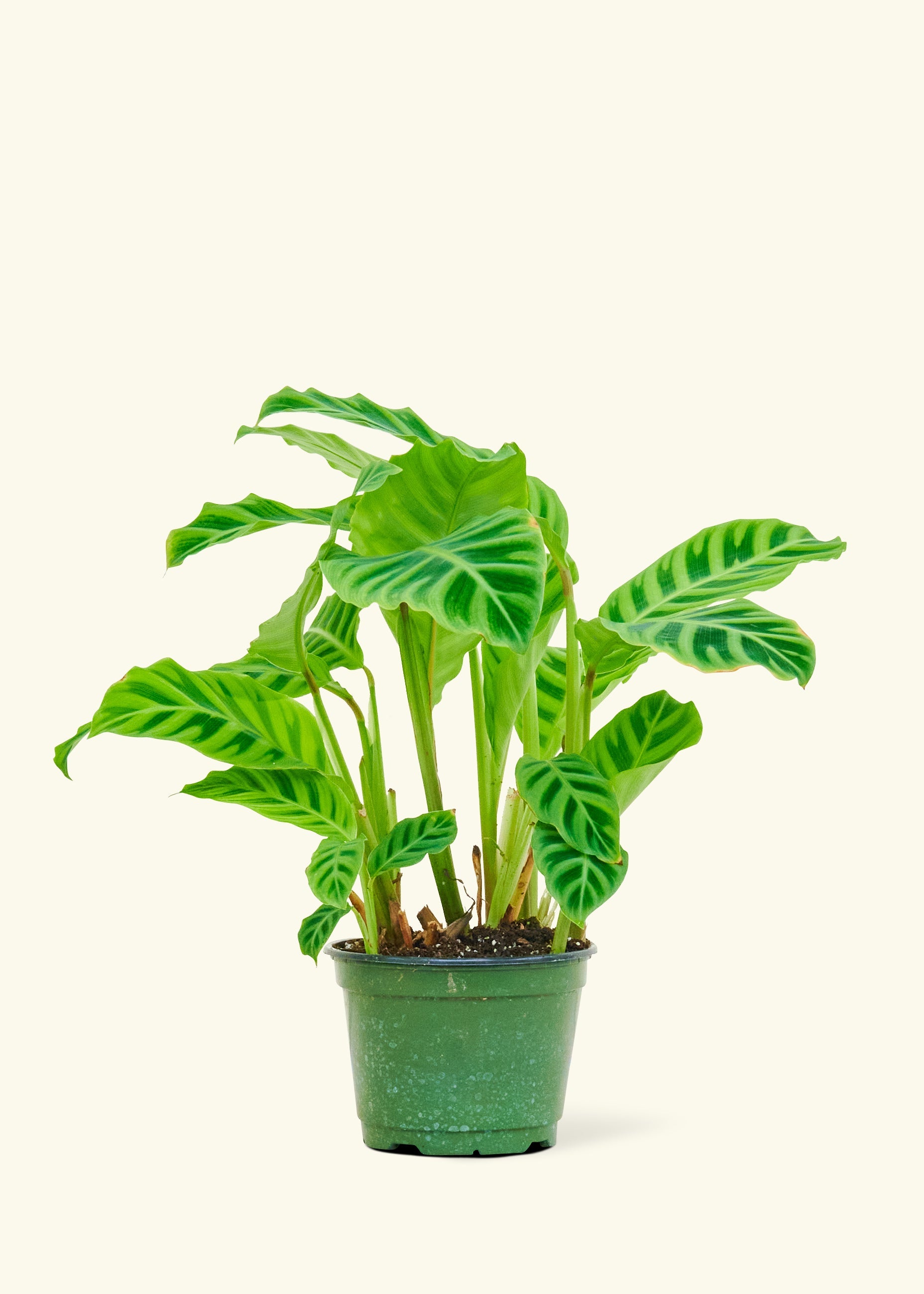 Zebra Calathea in a 6 inches grow pot