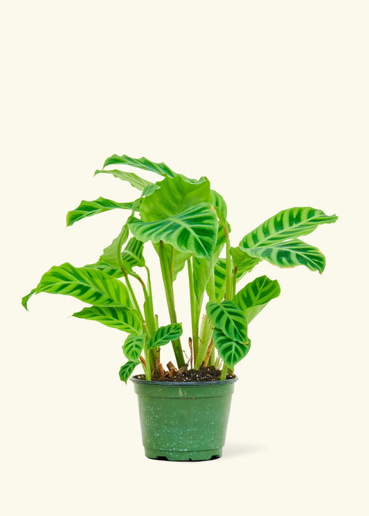 Zebra Calathea in a 6 inches grow pot
