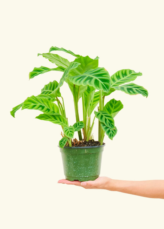 Zebra Calathea in a 6 inches grow pot