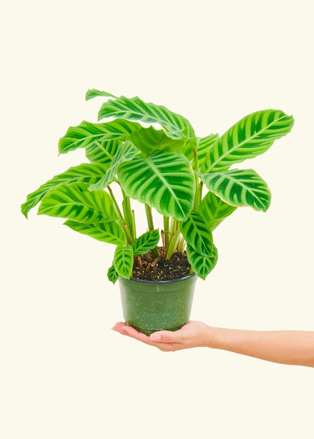 Zebra Calathea in a 6 inches grow pot