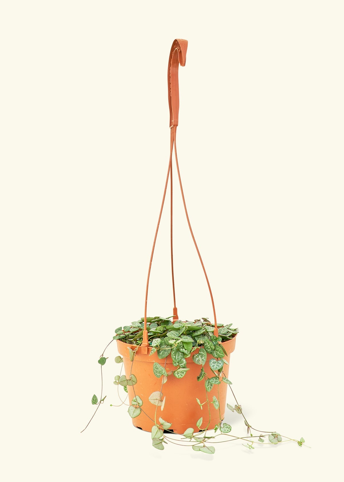 String of Hearts in a 6 inches grow pot
